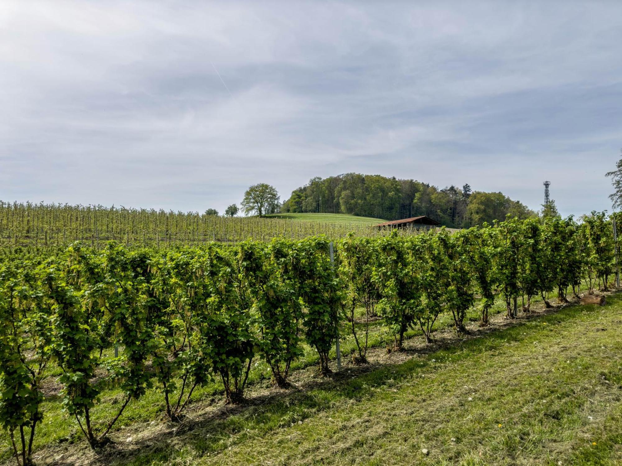 Ferienwohnung Lang Kressbronn am Bodensee Exterior foto
